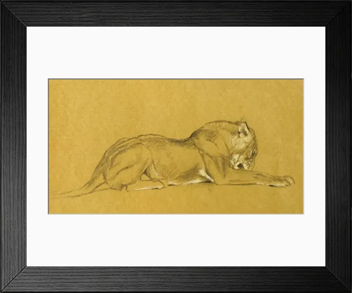 Framed Print : Lioness. Study of a lioness Framed Print : Lioness. Study of a lioness