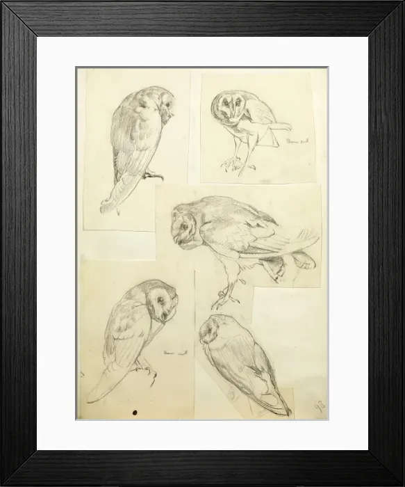 Framed Print : Sketches of a barn owl Framed Print : Sketches of a barn owl