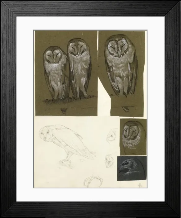 Framed Print : Studies of barn owls Framed Print : Studies of barn owls