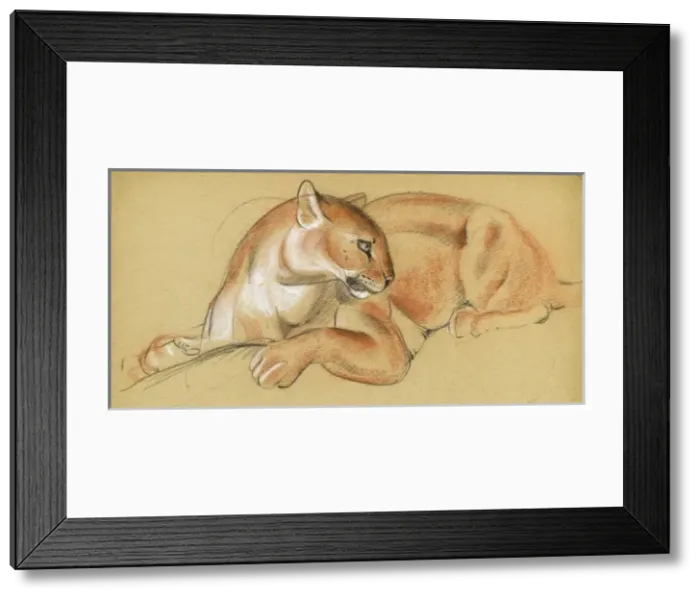 Framed Print : Study of a puma Framed Print : Study of a puma