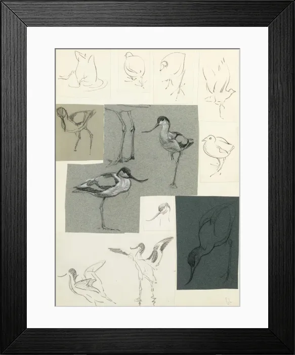 Framed Print : Studies of avocets Framed Print : Studies of avocets
