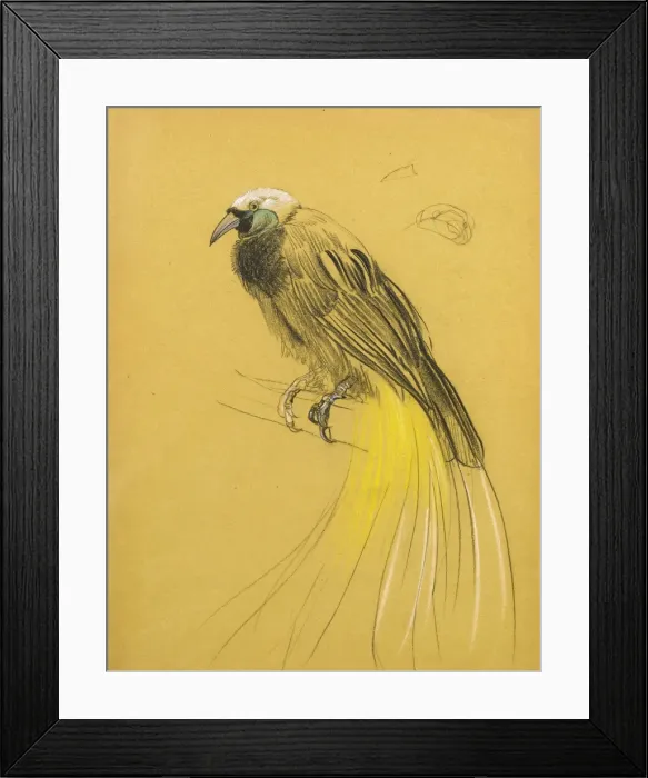 Framed Print : Study of a bird Framed Print : Study of a bird