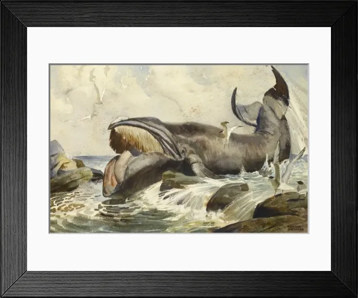 Framed Print : Baleen whale Framed Print : Baleen whale