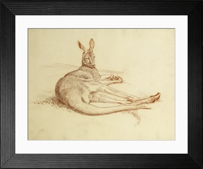 Framed Print : Kangeroo. A kangeroo lying down on its side, resting Framed Print : Kangeroo. A kangeroo lying down on its side, resting