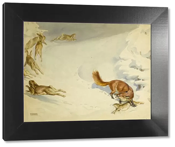Fox chasing rabbits