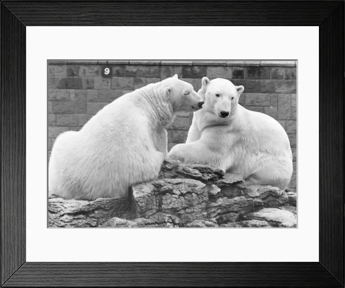 Framed Print : Two polar bears in a zoo Framed Print : Two polar bears in a zoo