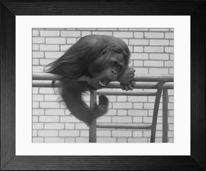 Framed Print : An orang utan sitting on his perch Framed Print : An orang utan sitting on his perch