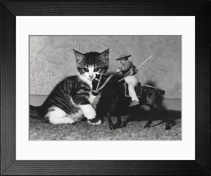 Framed Print : Kitten with model of horse and rider Framed Print : Kitten with model of horse and rider