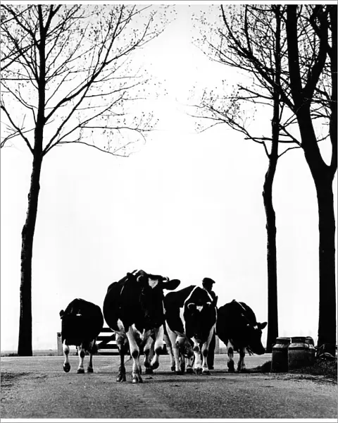 Farmer leads his cows down a country road