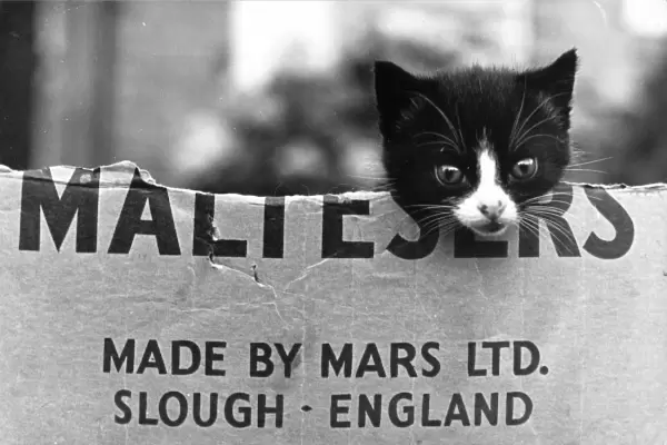 Kitten in a Maltesers cardboard box