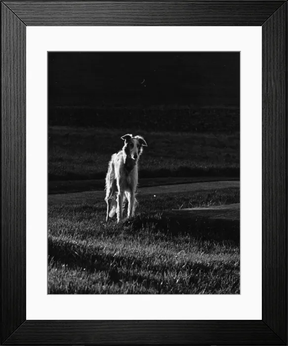 Framed Print : A long-haired greyhound Framed Print : A long-haired greyhound