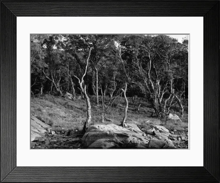 Framed Print : Rural scene with trees and rocks Framed Print : Rural scene with trees and rocks