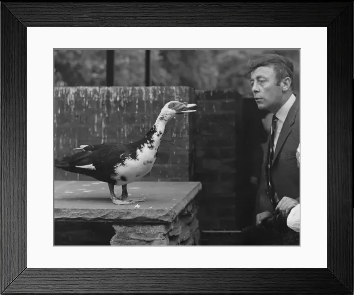 Framed Print : Strange bird squawks at a man Framed Print : Strange bird squawks at a man