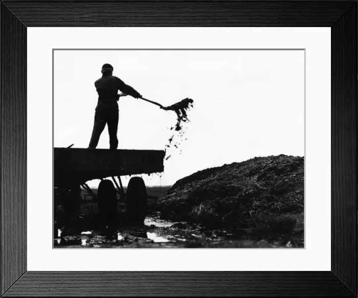 Framed Print : Man shovelling manure from the back of a lorry Framed Print : Man shovelling manure from the back of a lorry