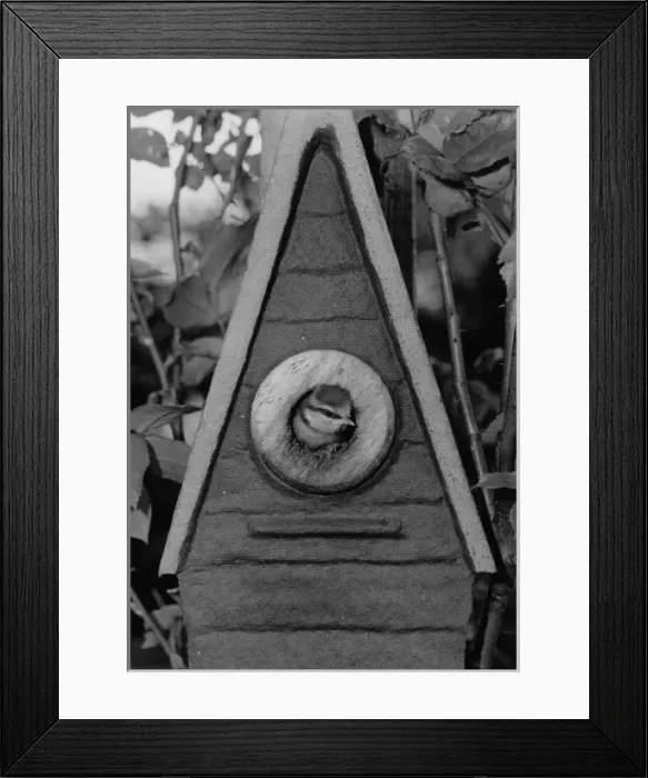 Framed Print : Bird looking out of a nesting box Framed Print : Bird looking out of a nesting box
