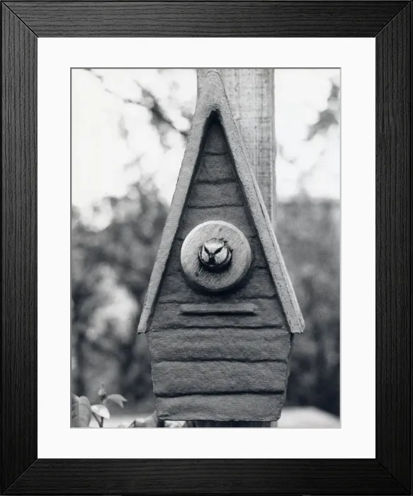 Framed Print : Bird looking out of a nesting box Framed Print : Bird looking out of a nesting box