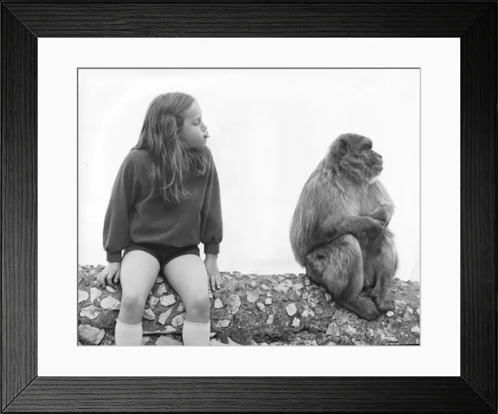 Framed Print : Little girl with a Gibraltar Barbary Macaque Framed Print : Little girl with a Gibraltar Barbary Macaque
