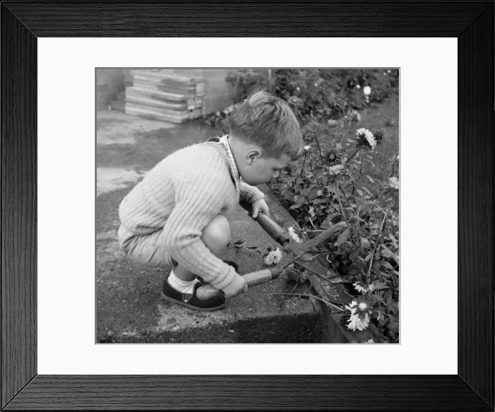 Framed Print : Little boy with garden shears Framed Print : Little boy with garden shears
