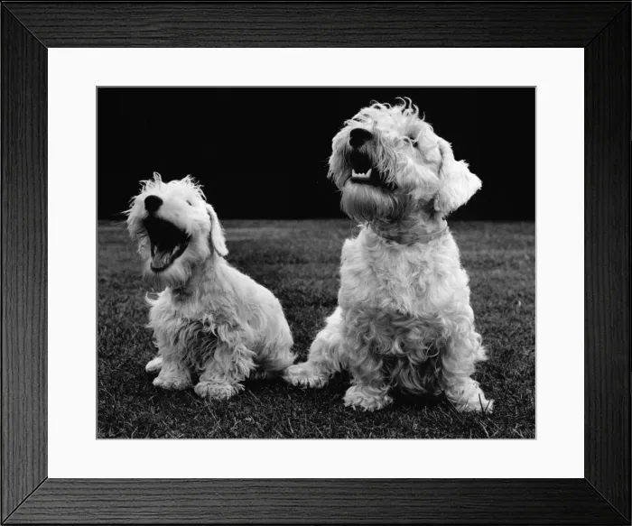 Framed Print : Two Sealyham terriers, one of them yawning Framed Print : Two Sealyham terriers, one of them yawning