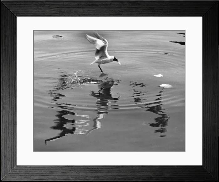 Framed Print : Seagull landing on water Framed Print : Seagull landing on water