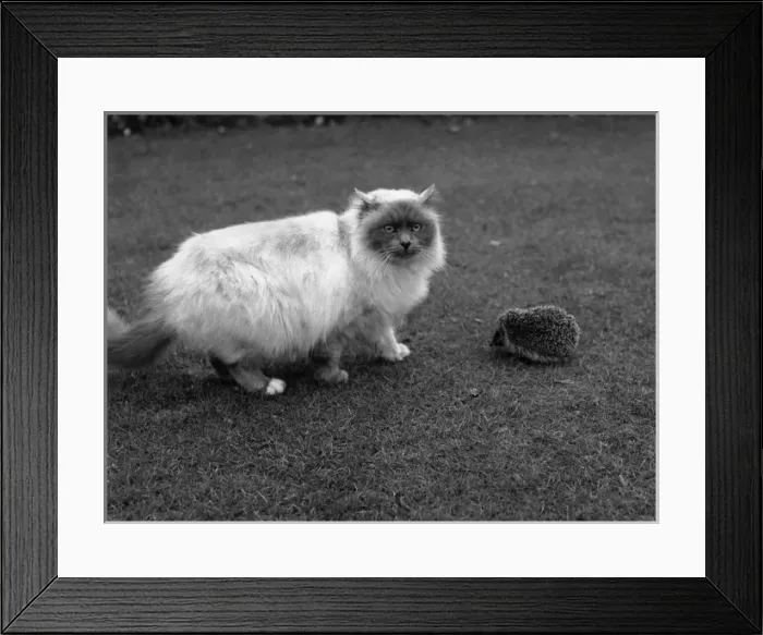 Framed Print : Cat and hedgehog on a lawn Framed Print : Cat and hedgehog on a lawn
