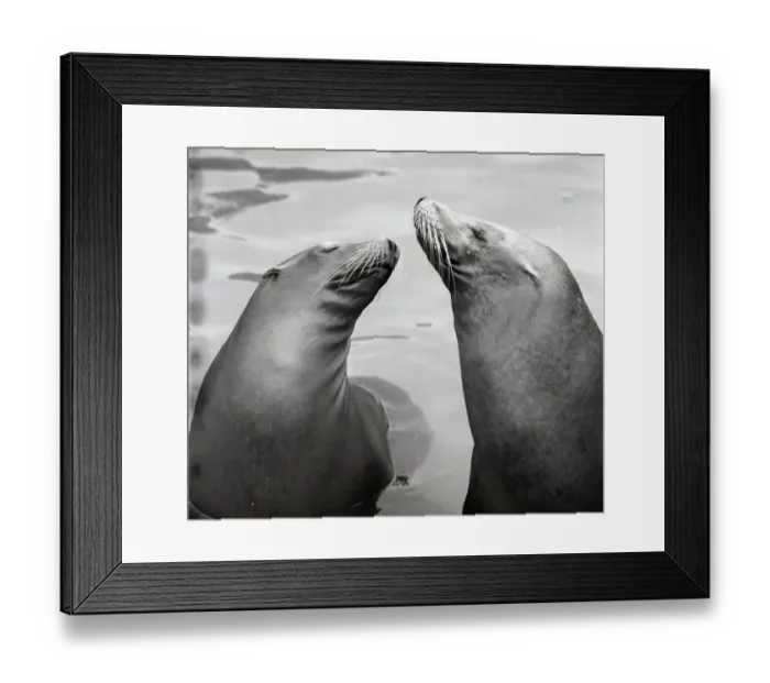 Framed Print : Two seals at the zoo Framed Print : Two seals at the zoo