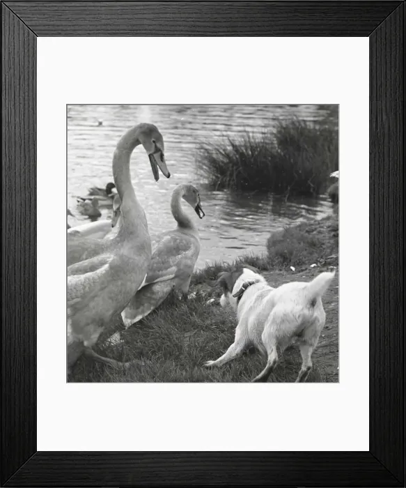 Framed Print : Encounter between a dog and two swans Framed Print : Encounter between a dog and two swans