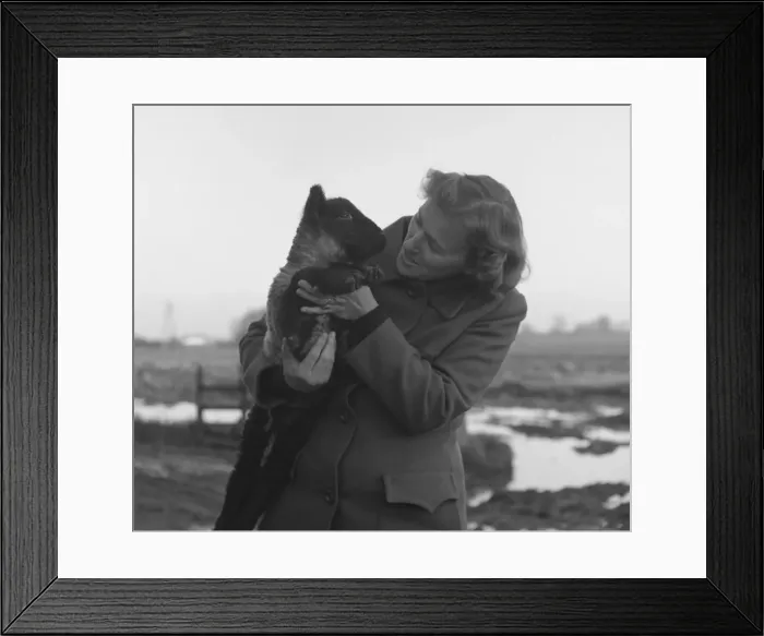 Framed Print : Woman holding a black-faced lamb in a muddy field Framed Print : Woman holding a black-faced lamb in a muddy field