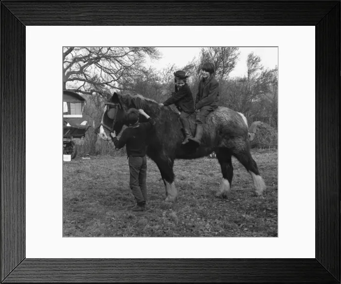 Framed Print : Three gipsy boys and their horse, Surrey Framed Print : Three gipsy boys and their horse, Surrey