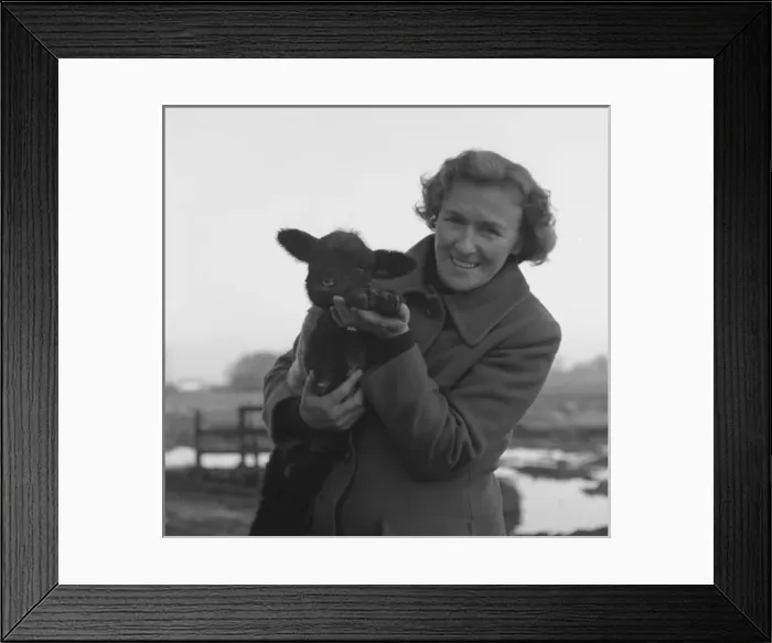Framed Print : Woman holding a black-faced lamb in a muddy field Framed Print : Woman holding a black-faced lamb in a muddy field