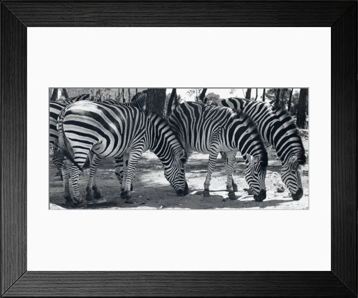 Framed Print : Herd of zebra in a sunny, wooded area Framed Print : Herd of zebra in a sunny, wooded area