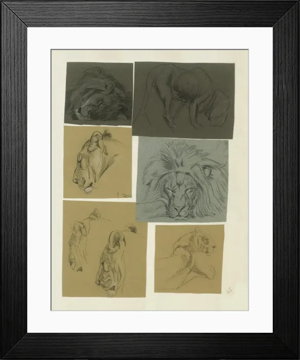 Framed Print : Studies of male and female Lion Framed Print : Studies of male and female Lion