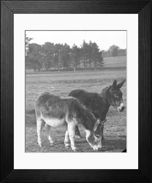 Framed Print : Two donkeys in a field Framed Print : Two donkeys in a field