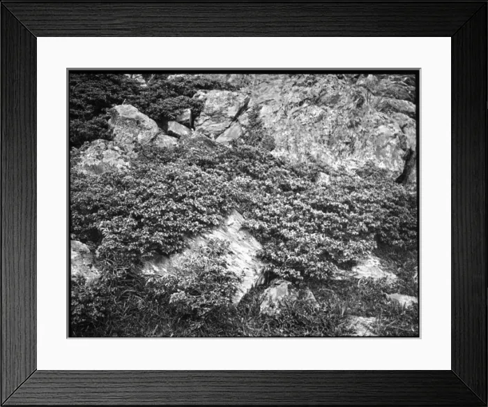Framed Print : Juniperus Communis (Common Juniper) Framed Print : Juniperus Communis (Common Juniper)