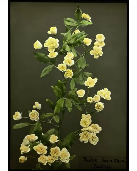 Rosa Banksiae Lutea (Lady Banks Rose)