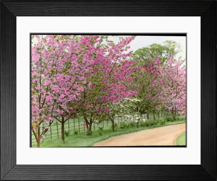 Framed Print : Prunus (Flowering Cherry Tree) in blossom Framed Print : Prunus (Flowering Cherry Tree) in blossom