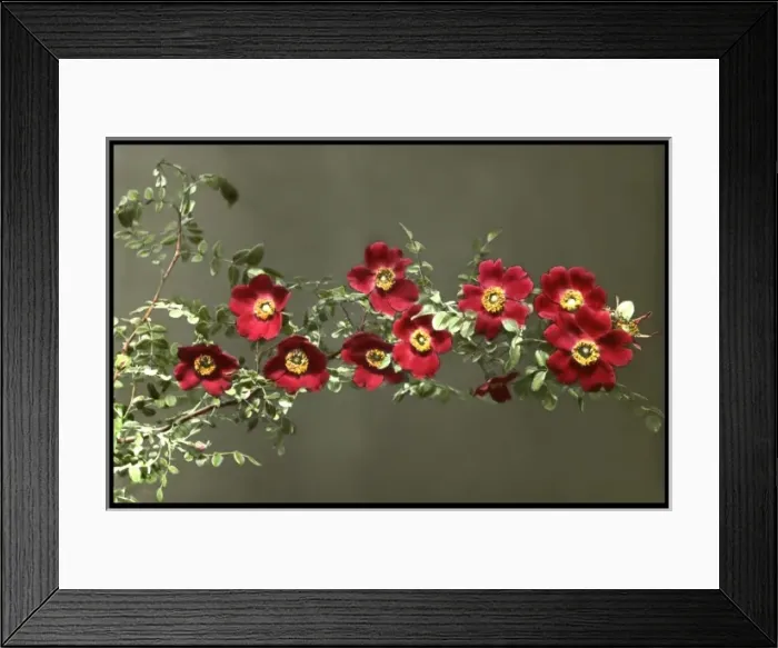 Framed Print : Rosa Moyesii (Geranium Rose) Framed Print : Rosa Moyesii (Geranium Rose)