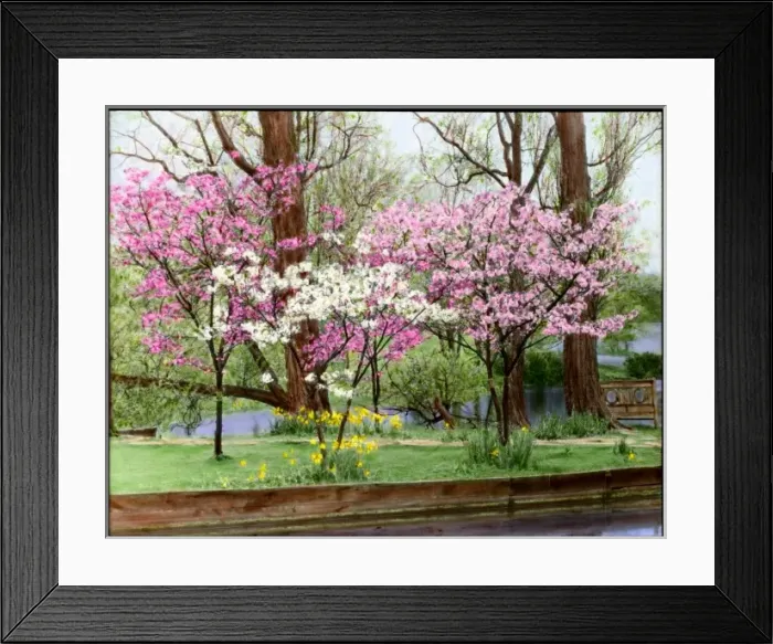 Framed Print : Prunus (Flowering Cherry Tree) in blossom Framed Print : Prunus (Flowering Cherry Tree) in blossom