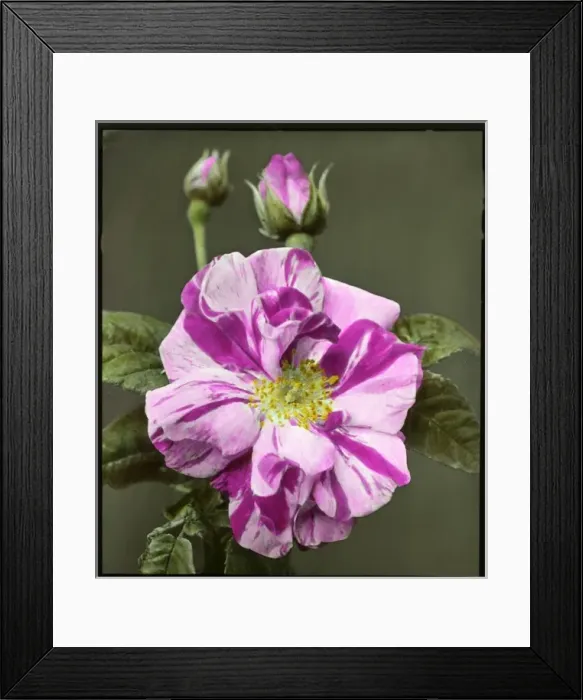 Framed Print : Rosa gallica Versicolor (Rosa Mundi) Framed Print : Rosa gallica Versicolor (Rosa Mundi)