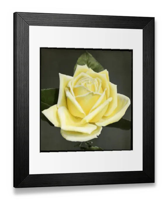 Framed Print : Rosa Marechal Niel Framed Print : Rosa Marechal Niel