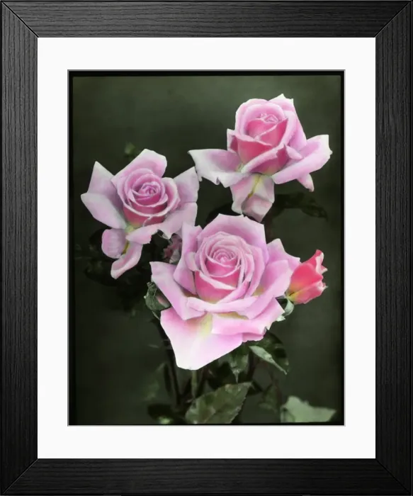 Framed Print : Three pink roses Framed Print : Three pink roses