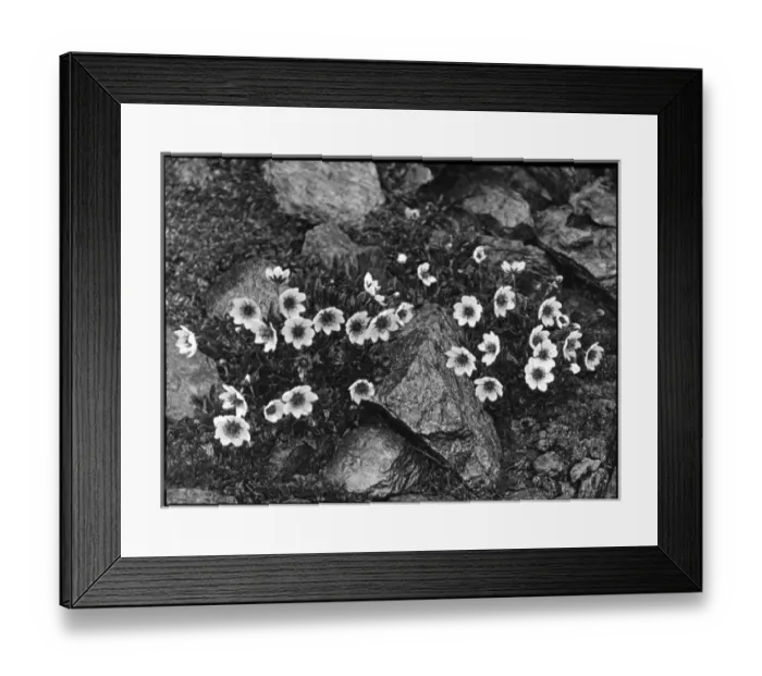 Framed Print : Dryas Octopetala (Mountain Avens, White Dryas) Framed Print : Dryas Octopetala (Mountain Avens, White Dryas)