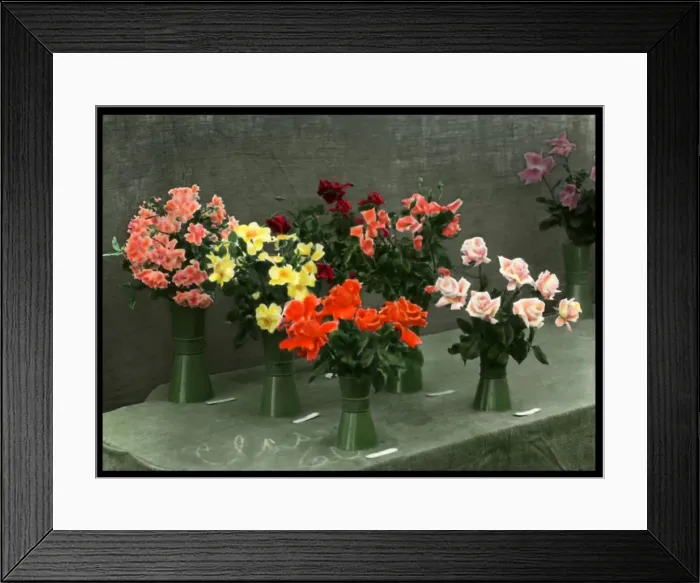 Framed Print : Roses in vases, set out on a table Framed Print : Roses in vases, set out on a table