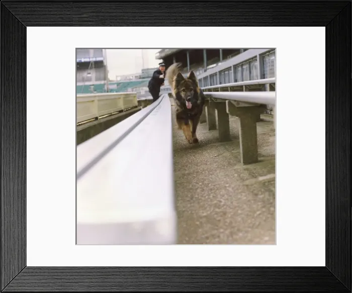 Framed Print : Training a police dog Framed Print : Training a police dog