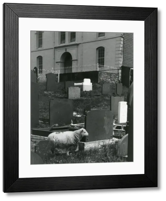 Framed Print : Sheep in graveyard, Talysarn, North Wales Framed Print : Sheep in graveyard, Talysarn, North Wales