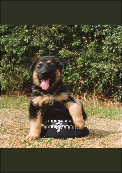 A young Police Dog