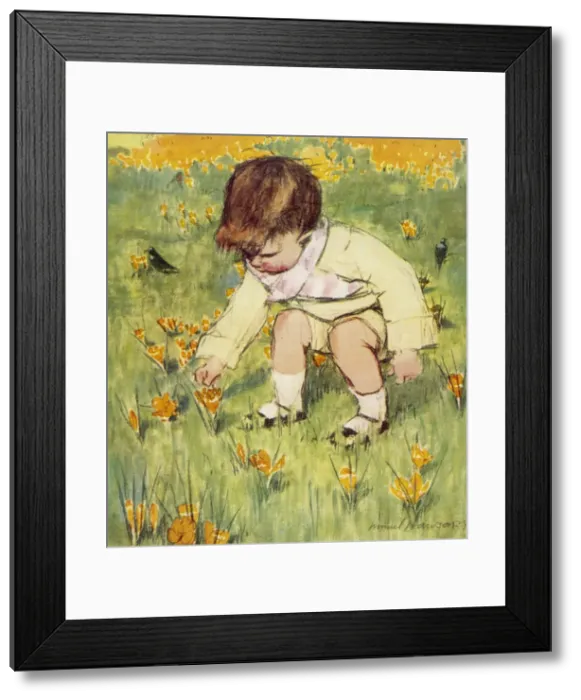 Framed Print : Picking Crocii by Muriel Dawson Framed Print : Picking Crocii by Muriel Dawson
