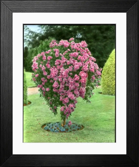 Framed Print : Deep pink rosebush Framed Print : Deep pink rosebush