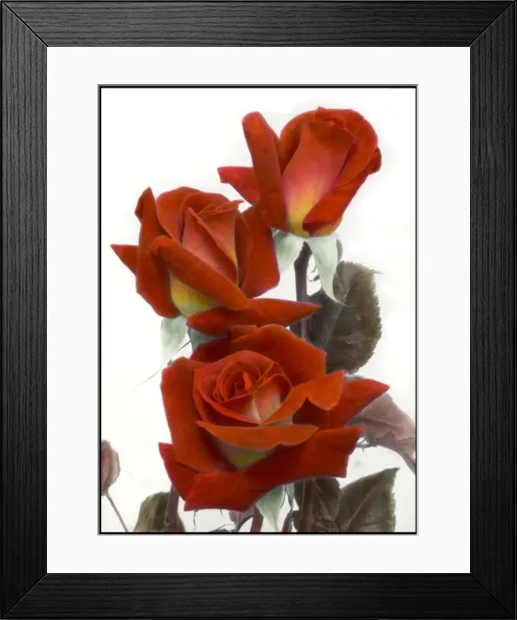 Framed Print : Three red-orange roses Framed Print : Three red-orange roses