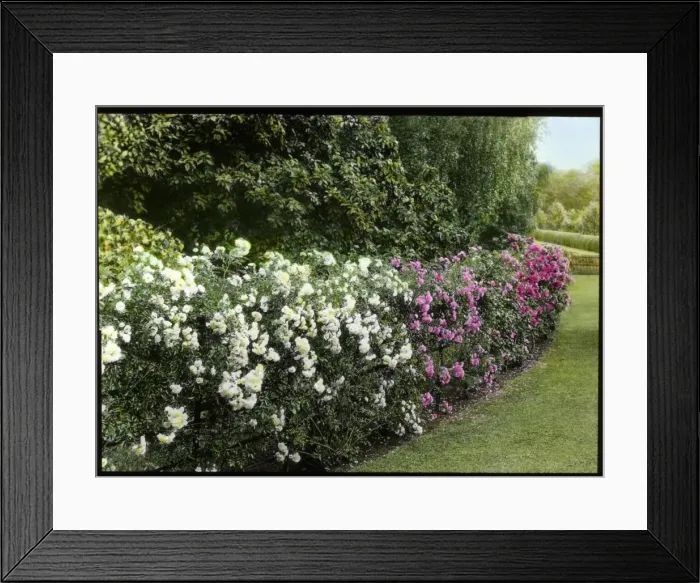 Framed Print : Hedge of roses Framed Print : Hedge of roses